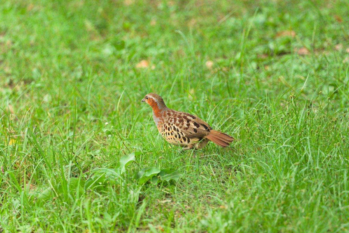 Chinese Bamboo Partridge