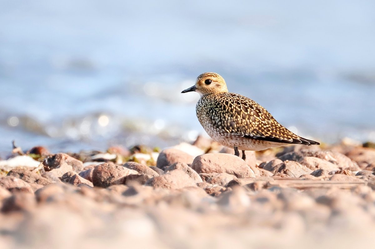 European Golden Plover