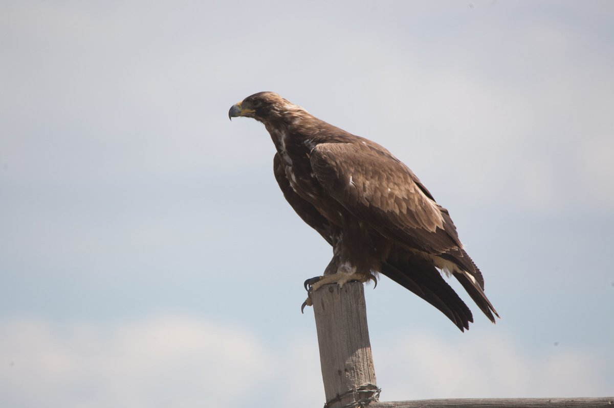 Golden Eagle