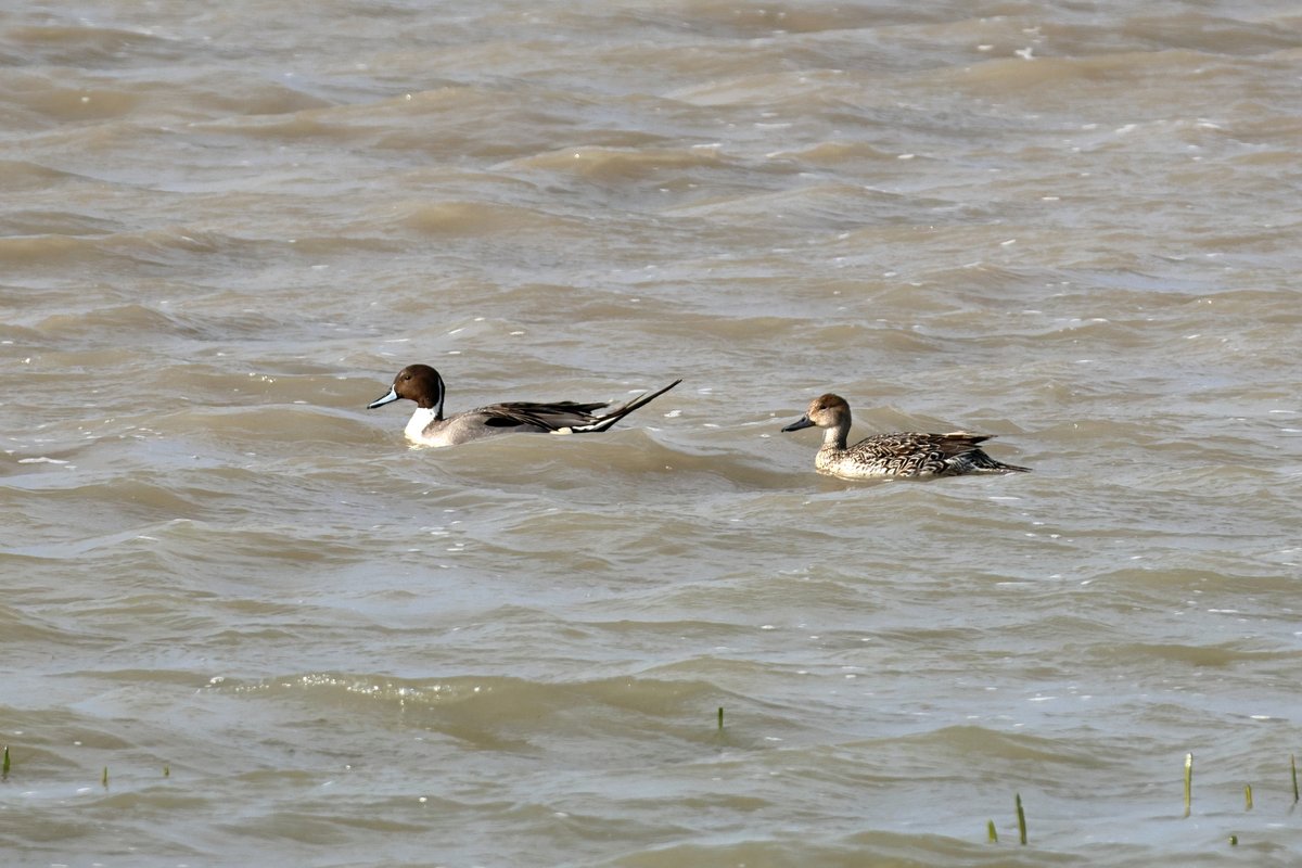 Northern Pintail
