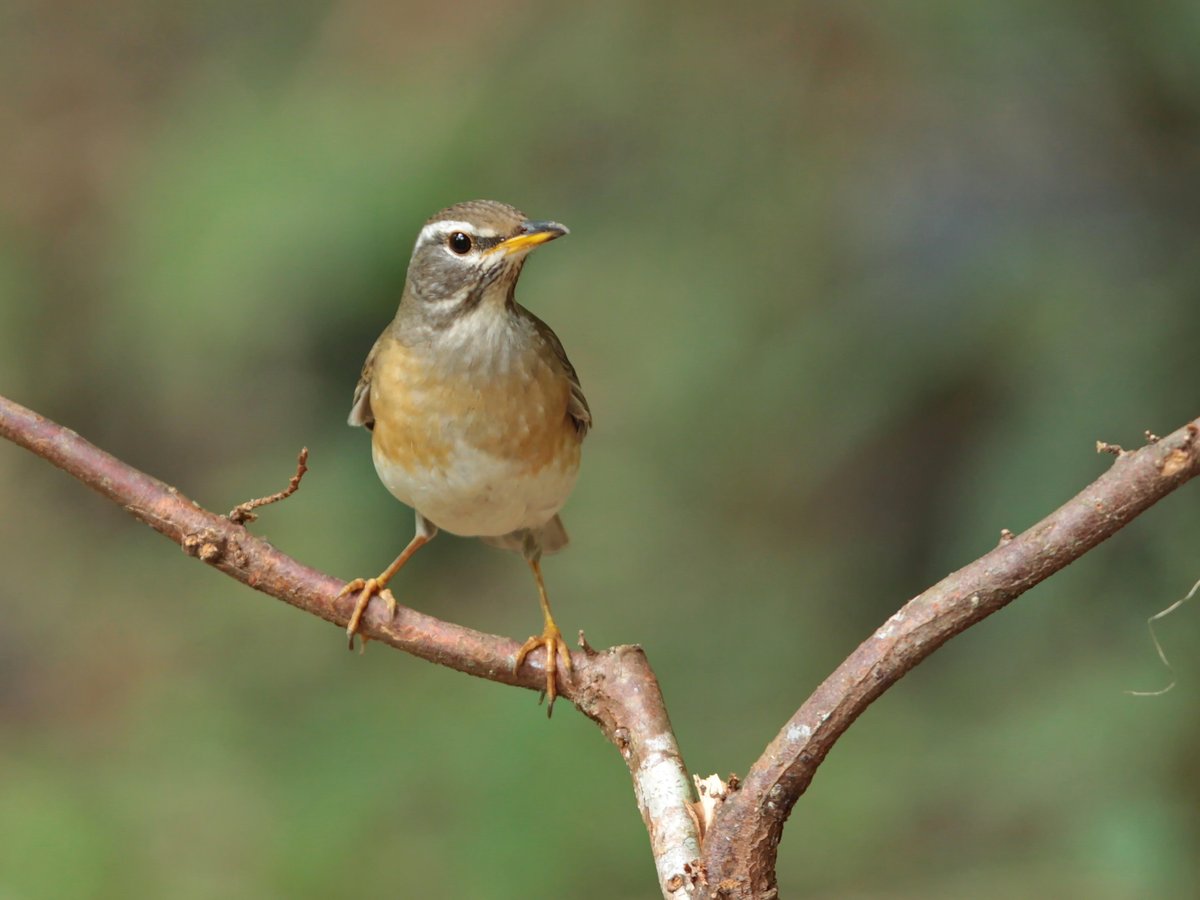 Eyebrowed Thrush