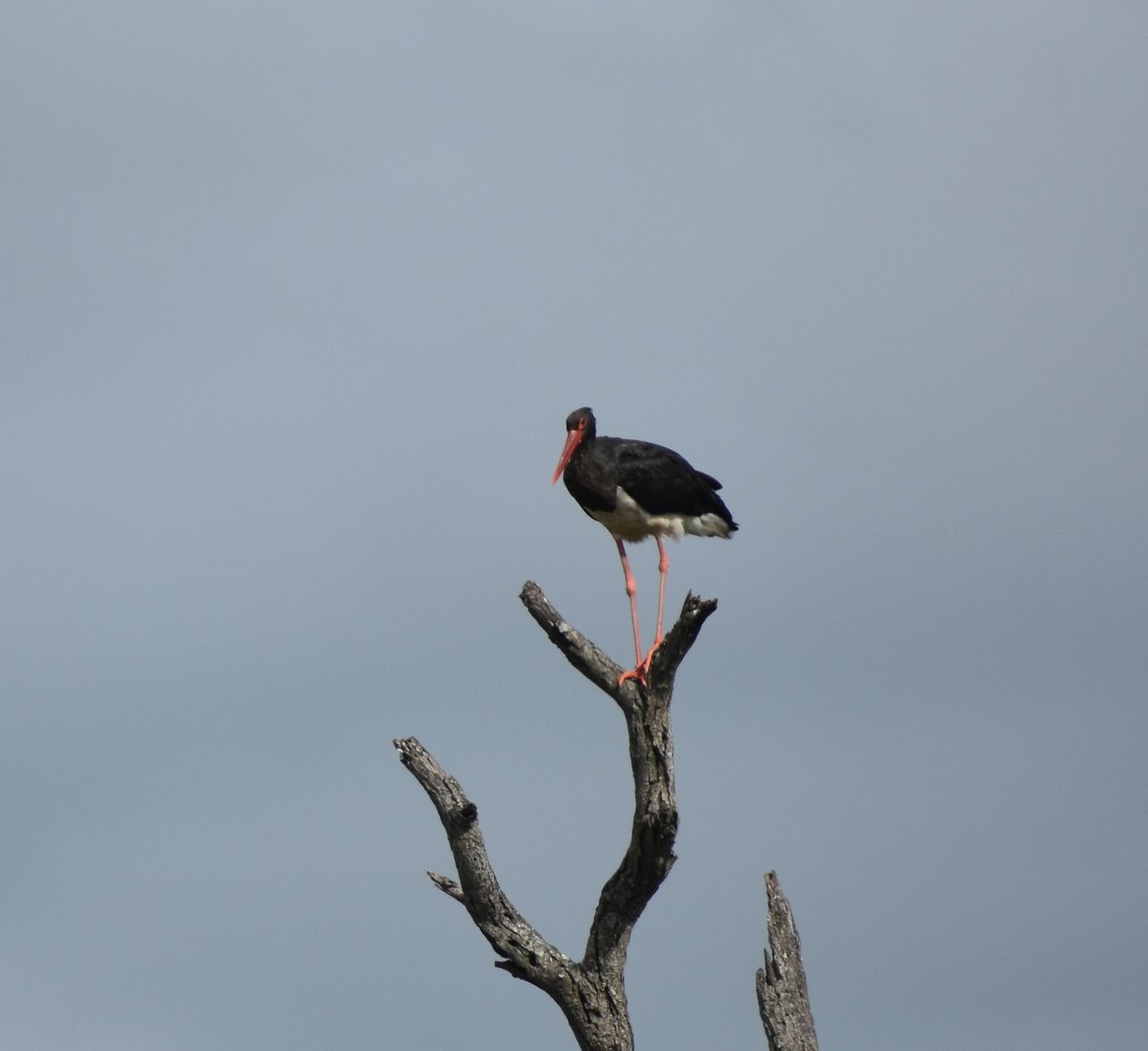 Black Stork
