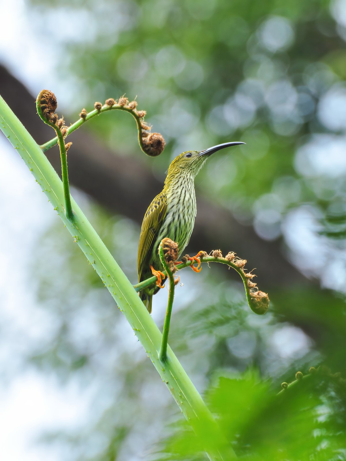 Streaked Spiderhunter