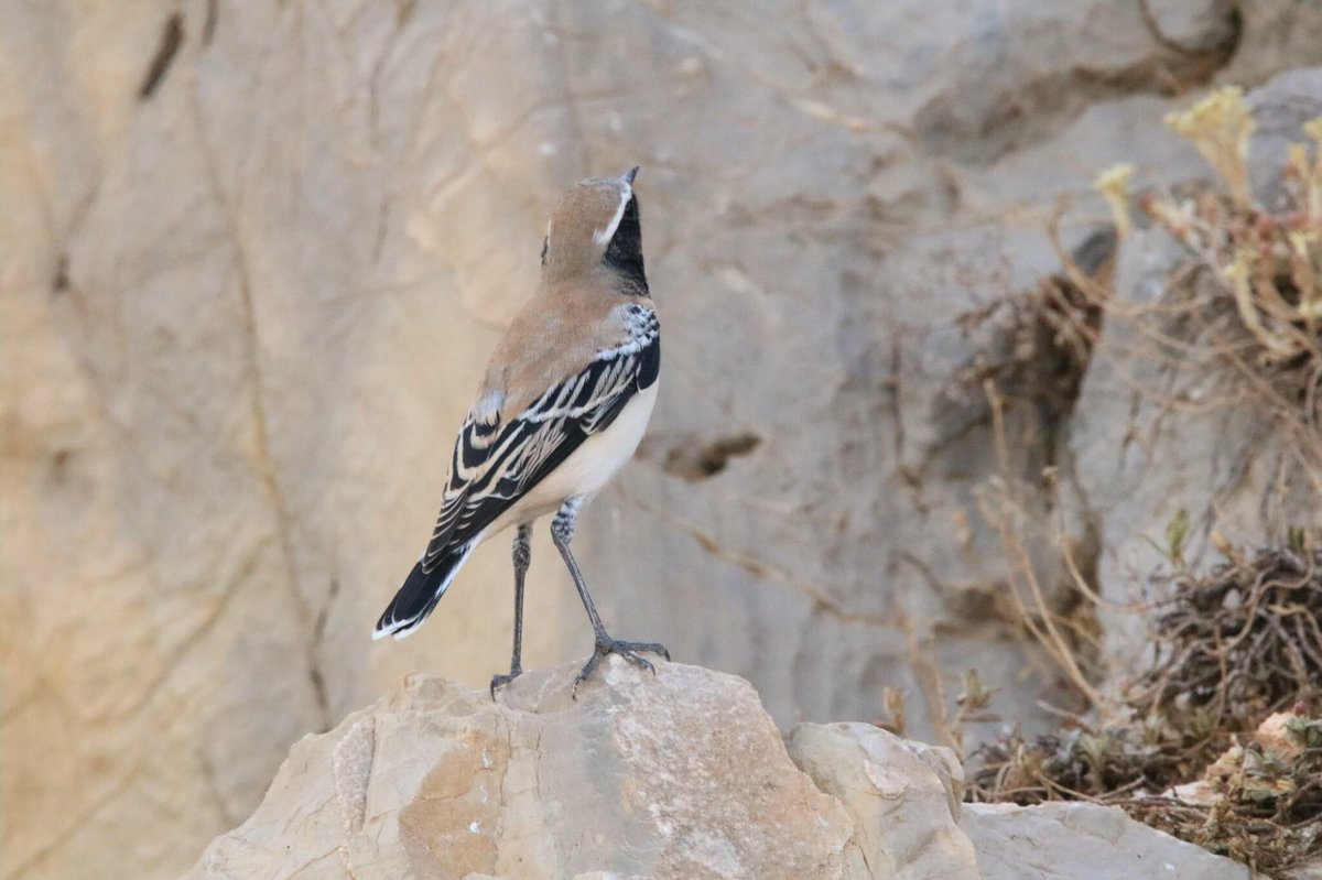 Desert Wheatear