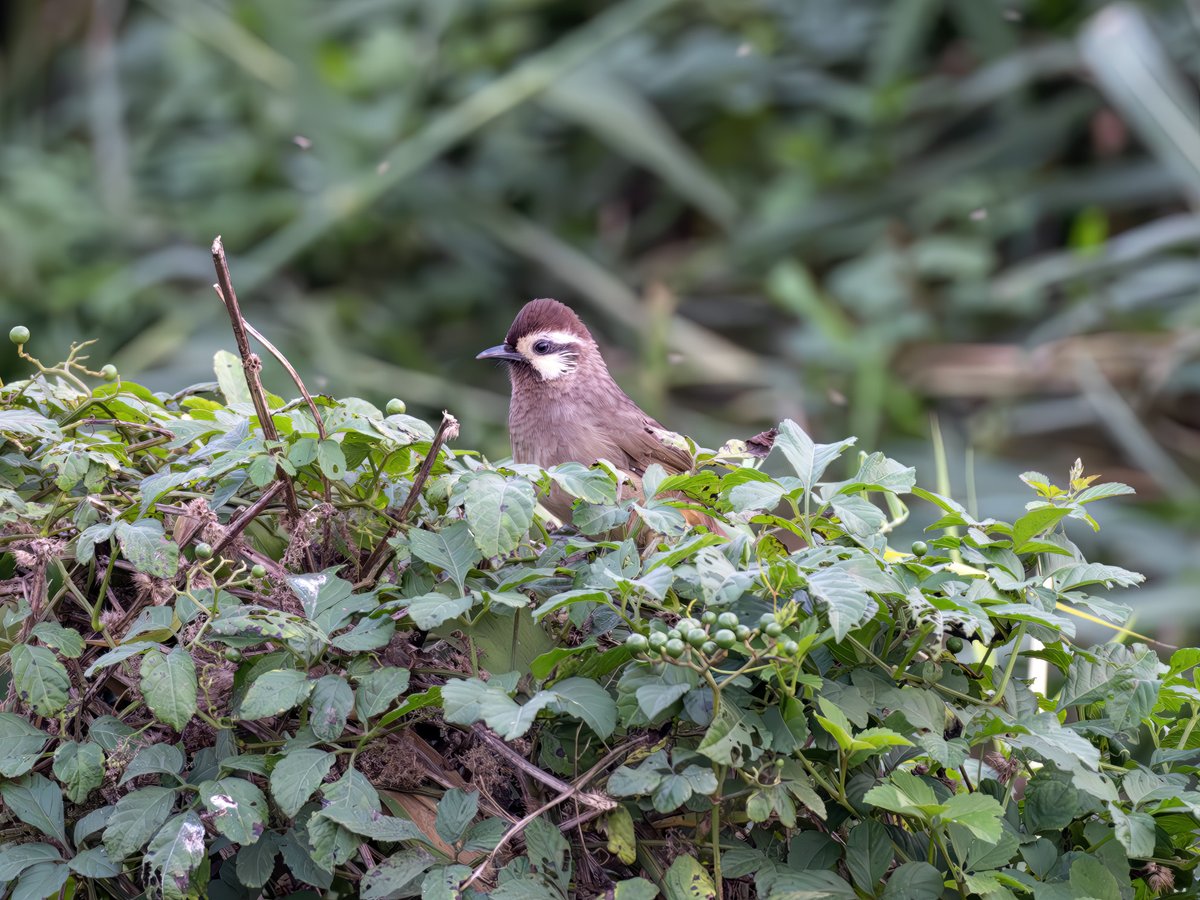 White-browed Laughingthrush