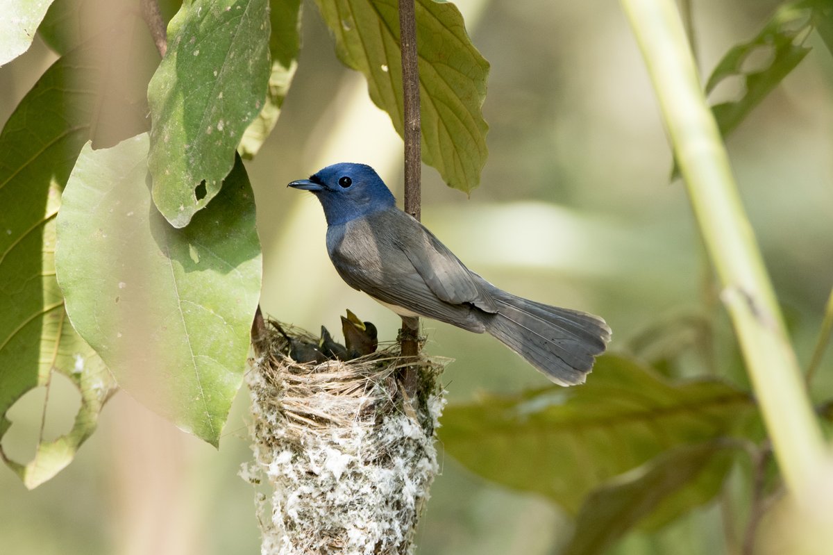 Black-naped Monarch