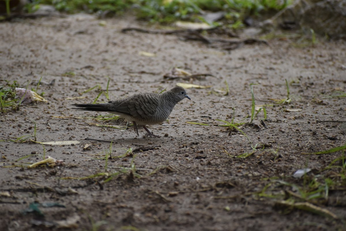 Zebra Dove