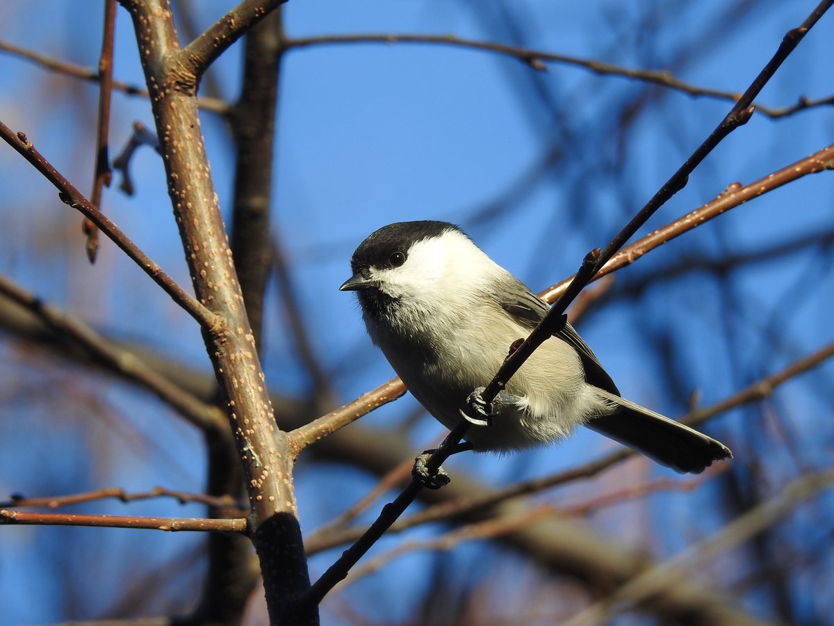 Willow Tit