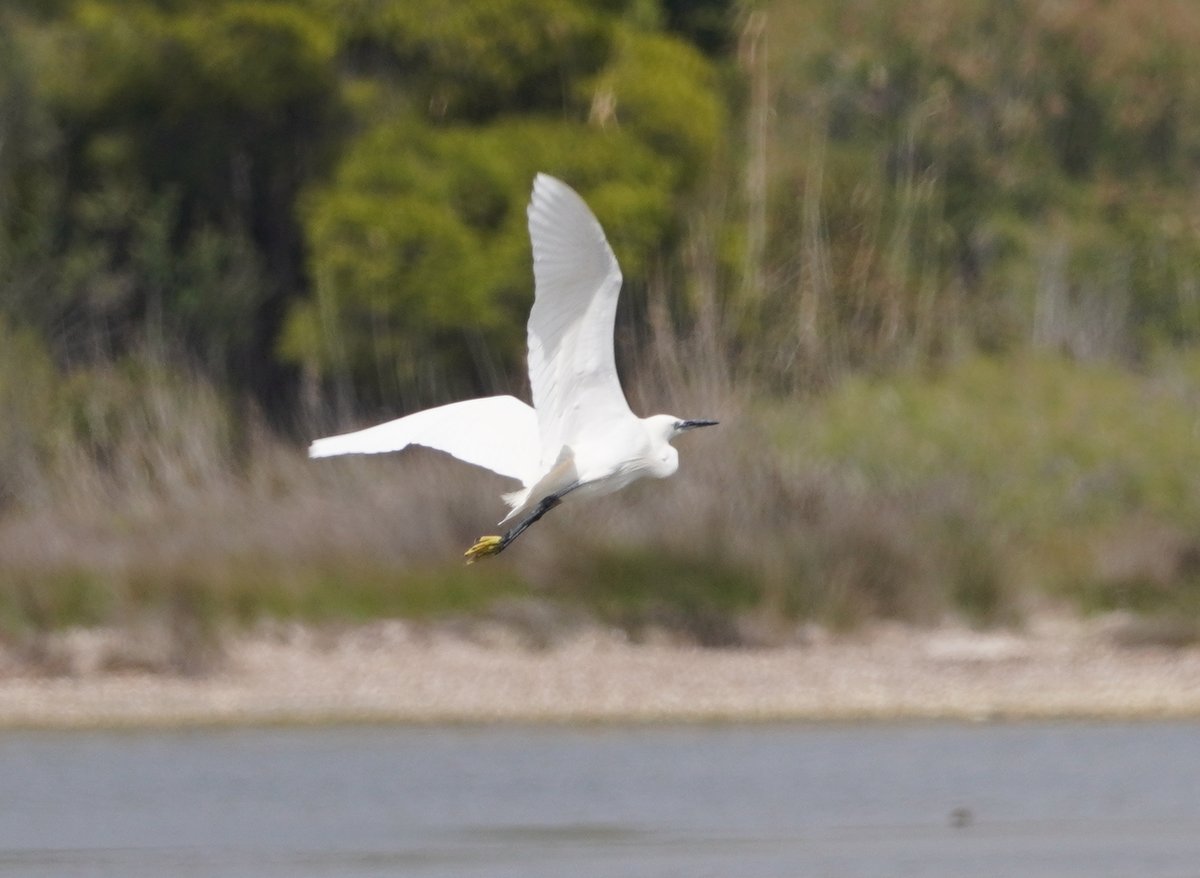 Little Egret