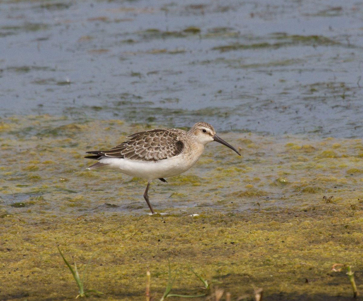 Curlew Sandpiper