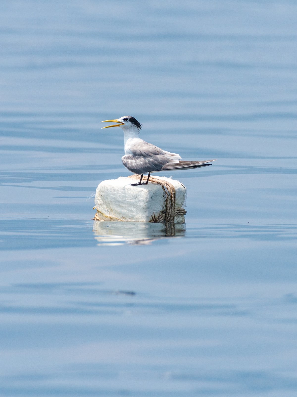 Greater Crested Tern