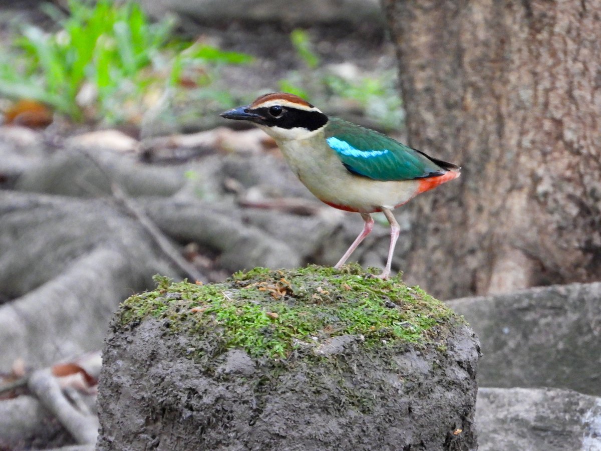 Fairy Pitta