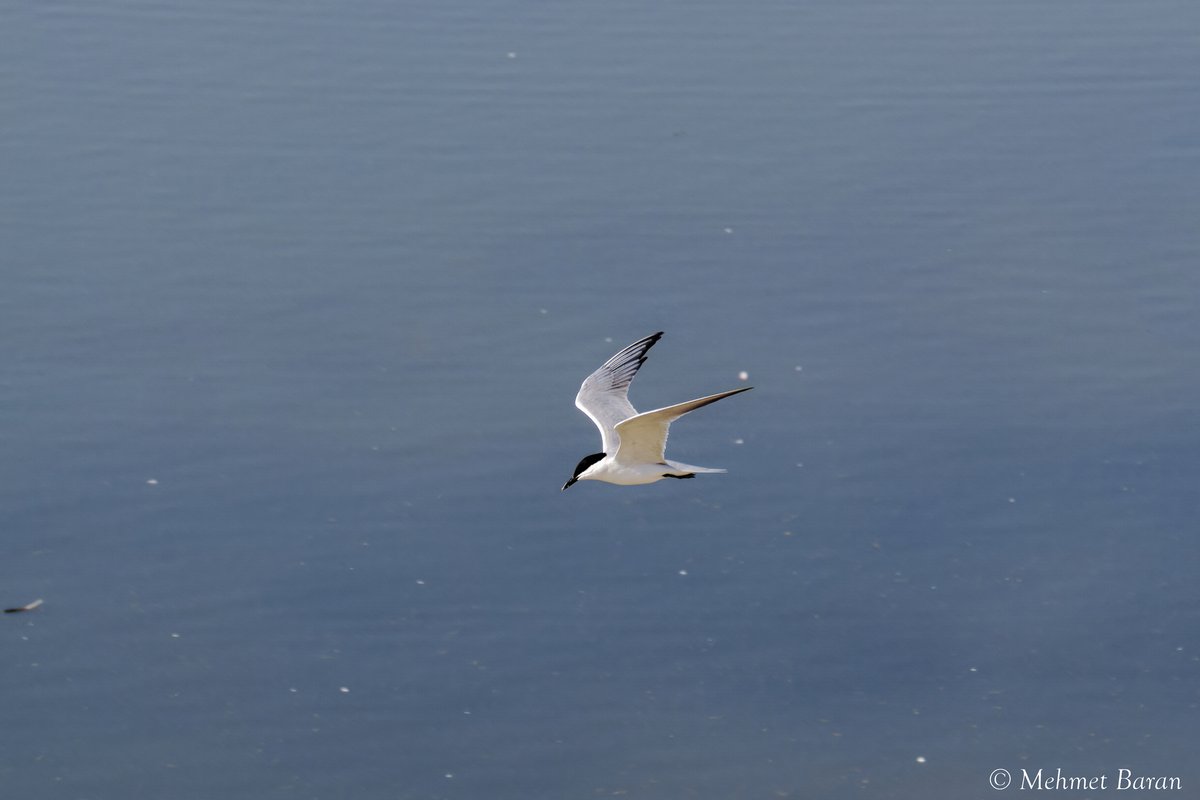 Gull-billed Tern