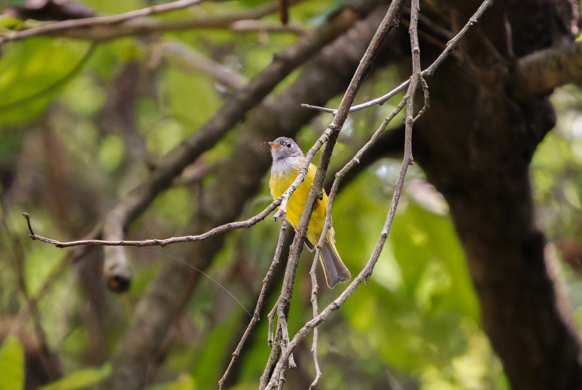 Grey-headed Canary-flycatcher