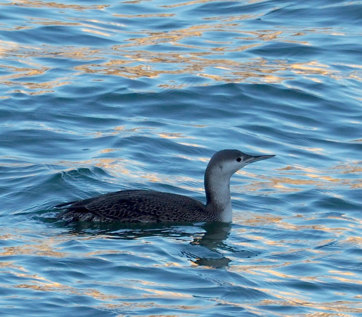 Red-throated Loon