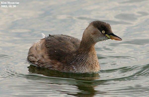 Little Grebe