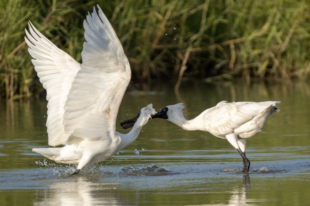 Black-faced Spoonbill