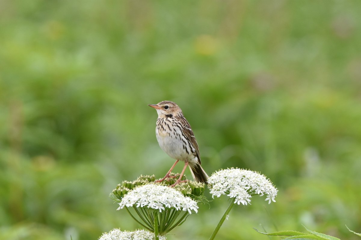 Pechora Pipit