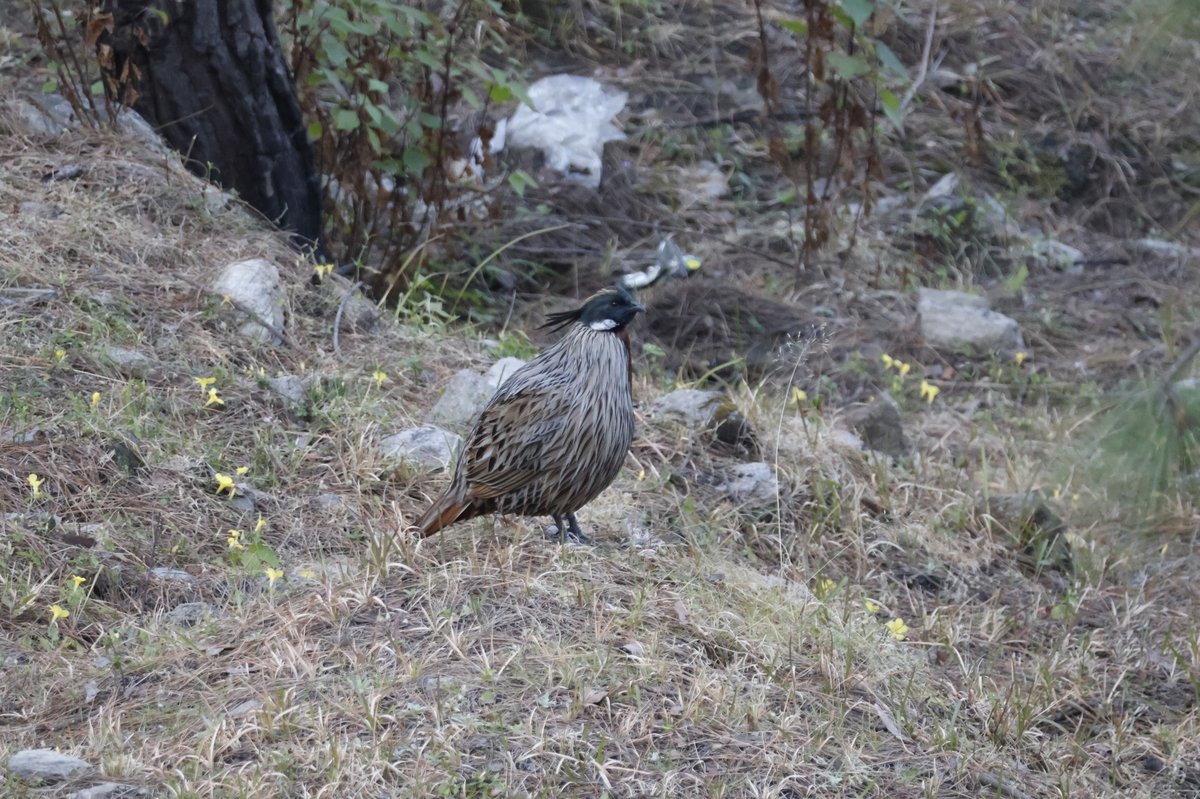 Koklass Pheasant