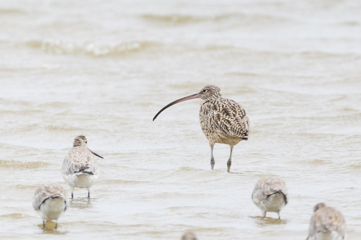 Far Eastern Curlew