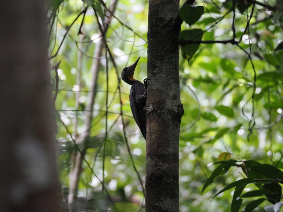 Great Slaty Woodpecker