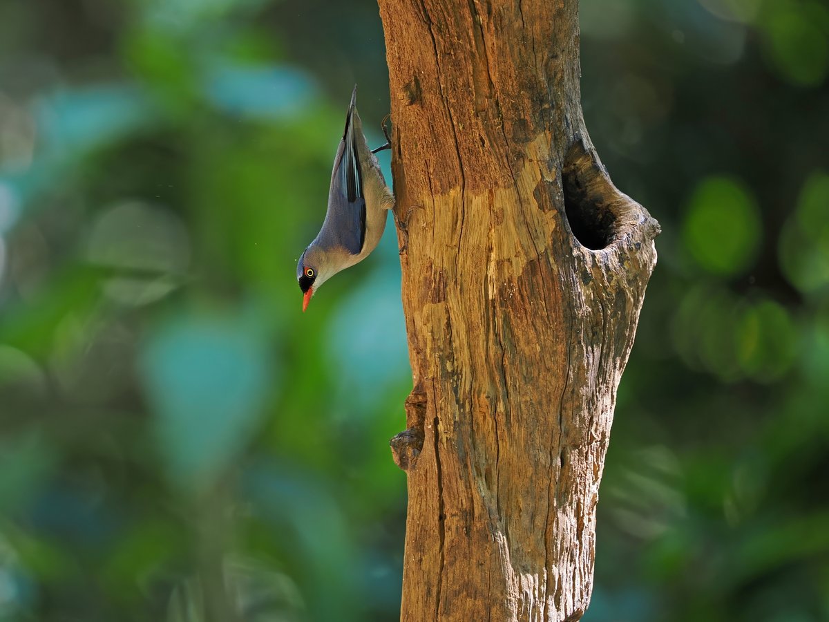 Velvet-fronted Nuthatch