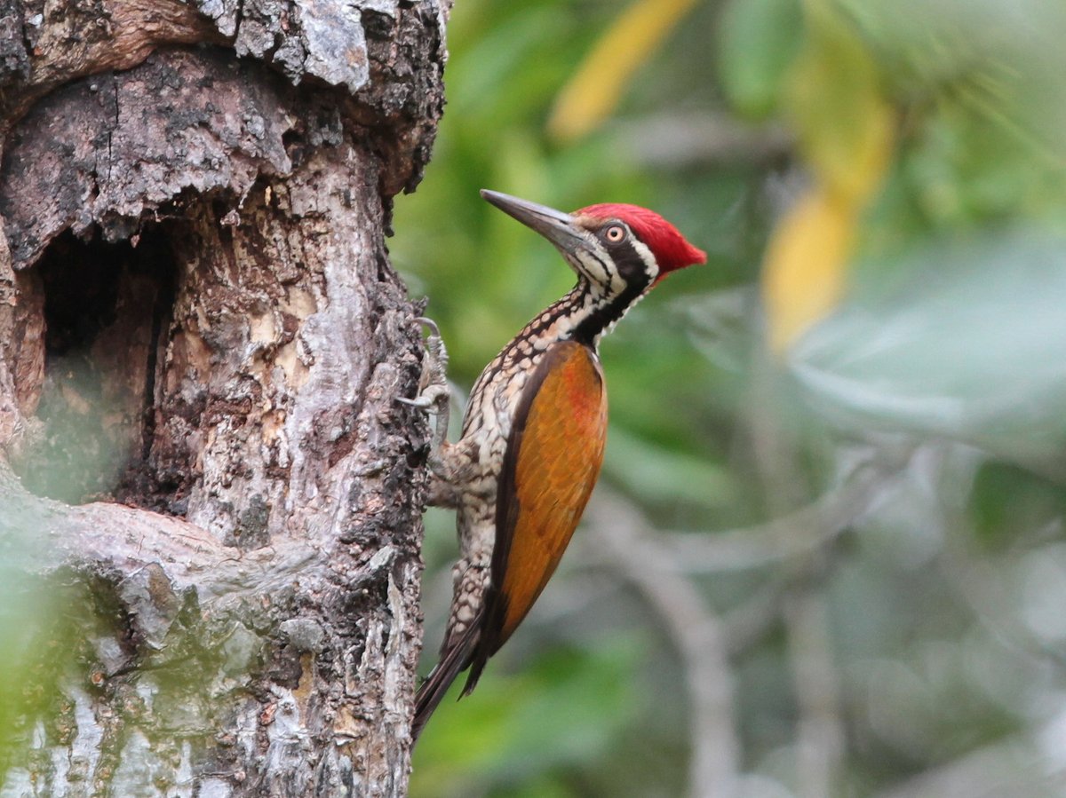 Greater Flameback