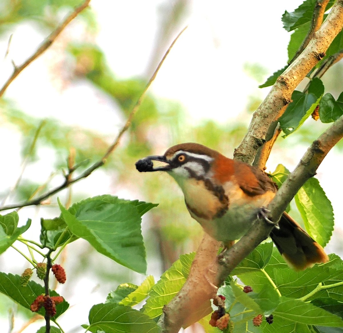 Lesser Necklaced Laughingthrush