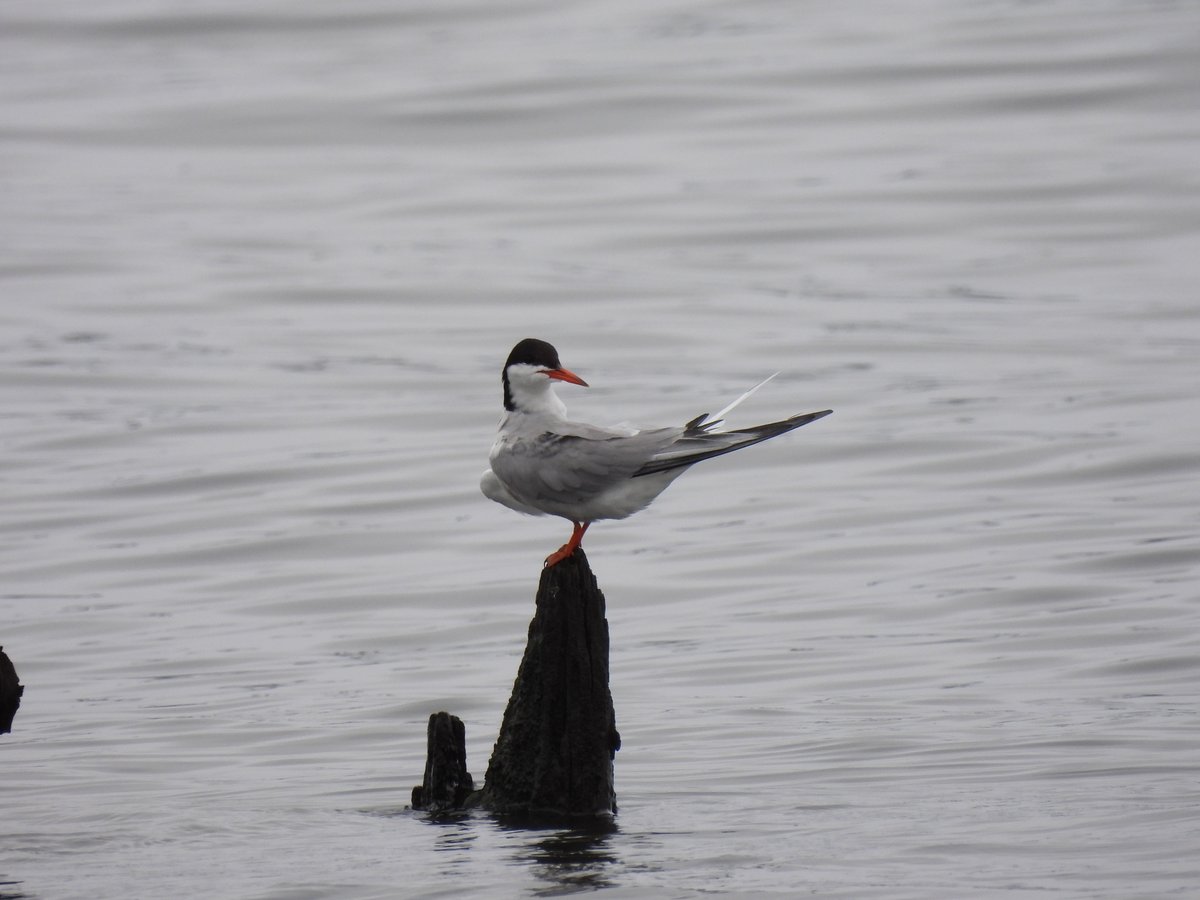 Common Tern