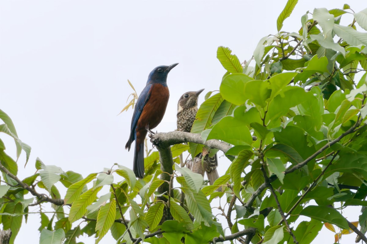Chestnut-bellied Rock Thrush