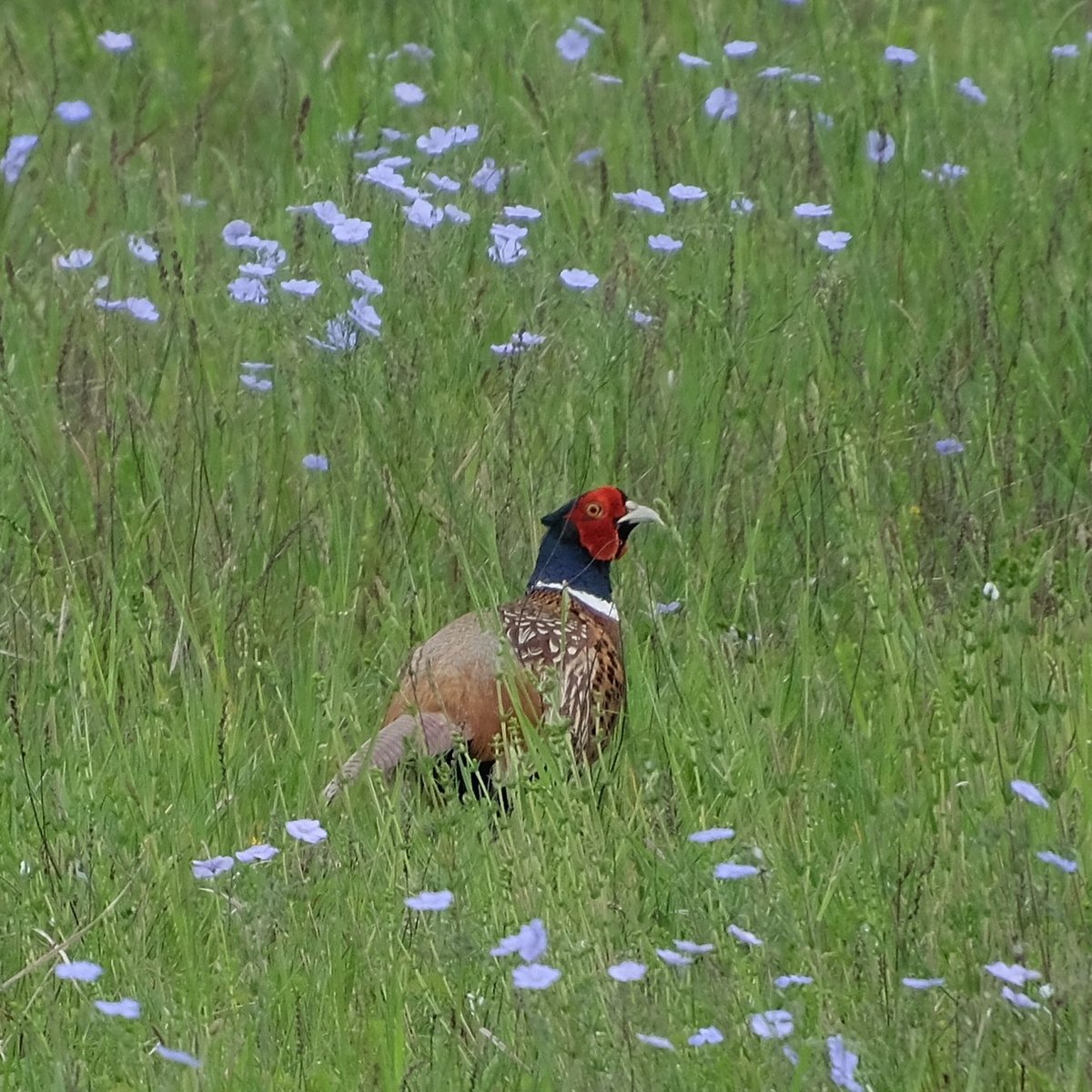 Common Pheasant