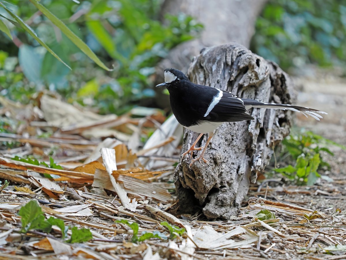 White-crowned Forktail