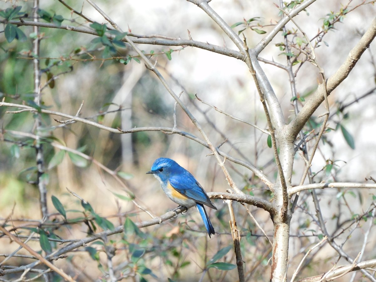 Himalayan Bluetail