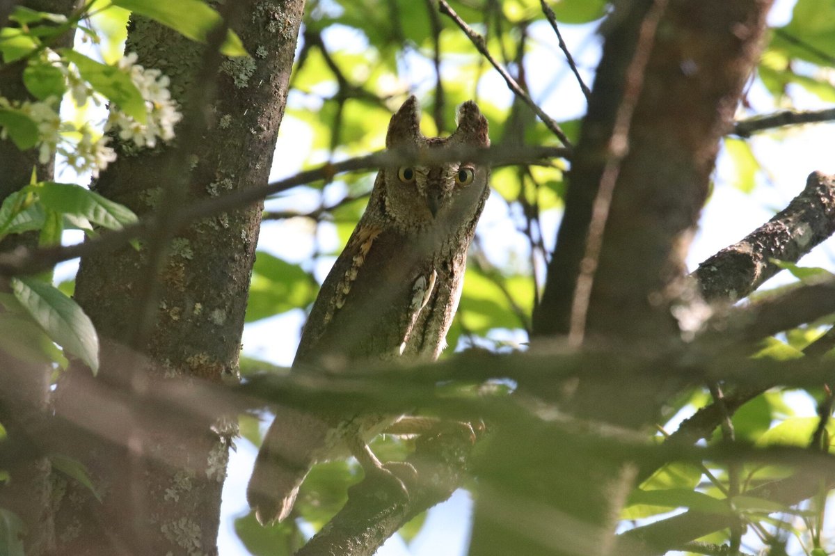 Eurasian Scops Owl