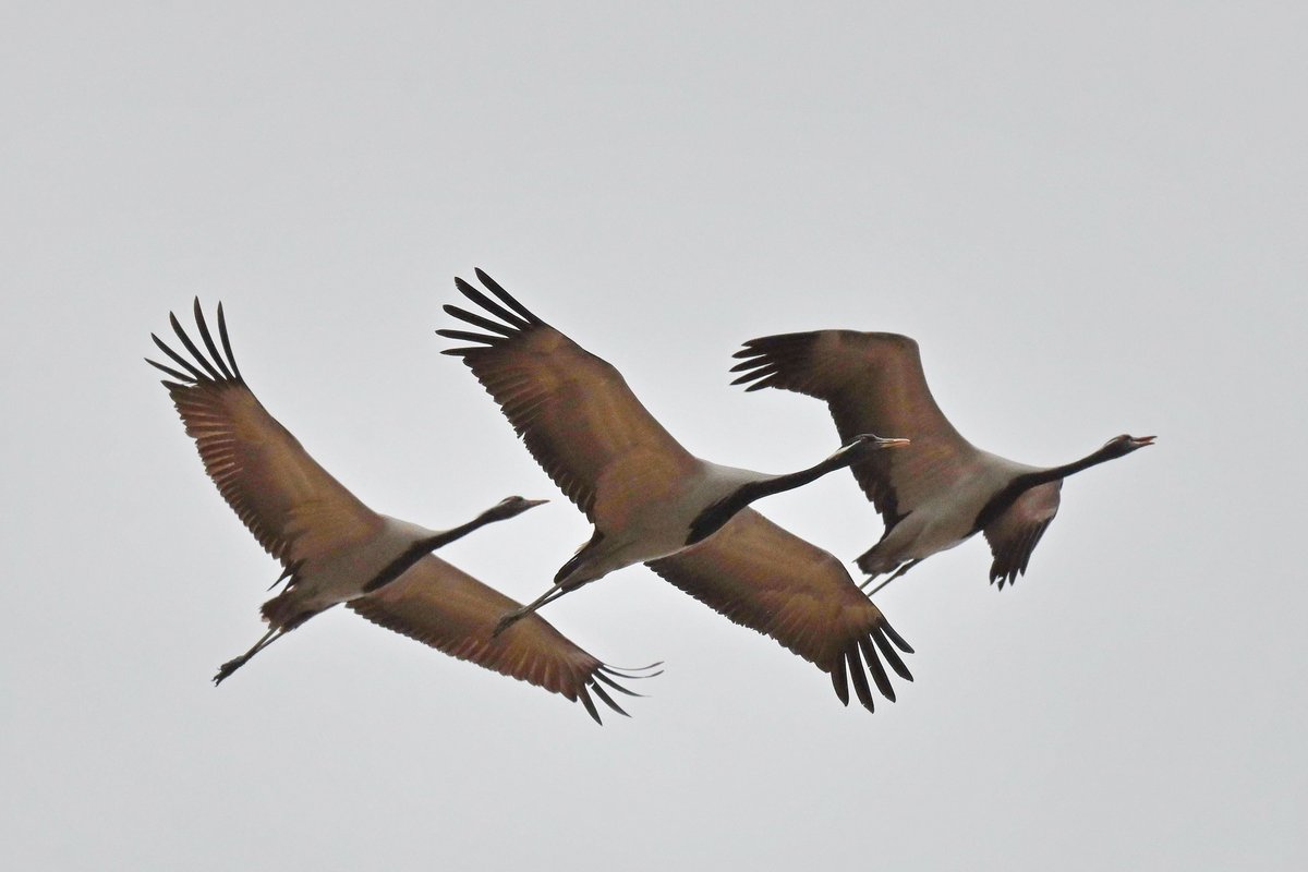 Demoiselle Crane