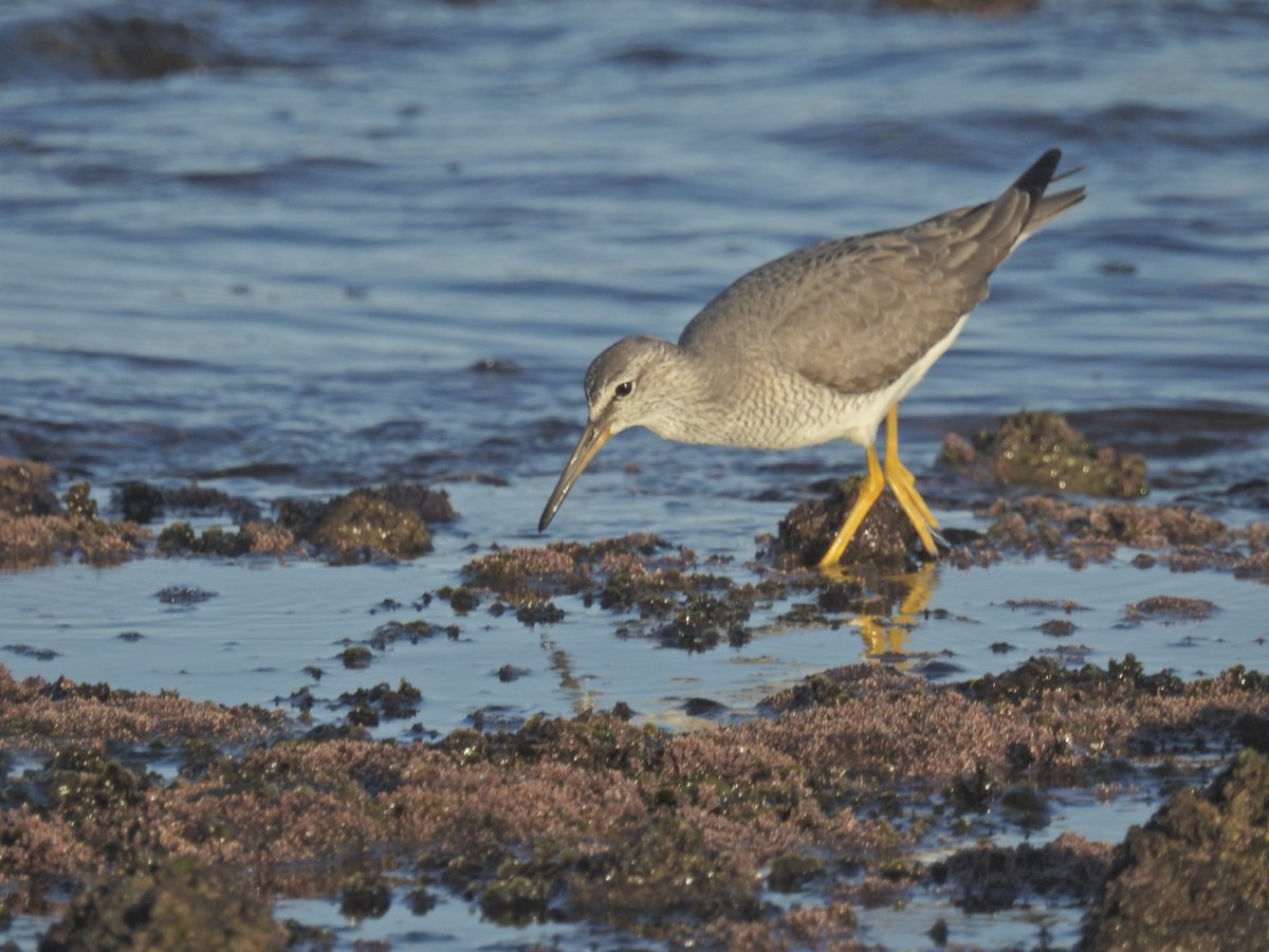 Grey-tailed Tattler
