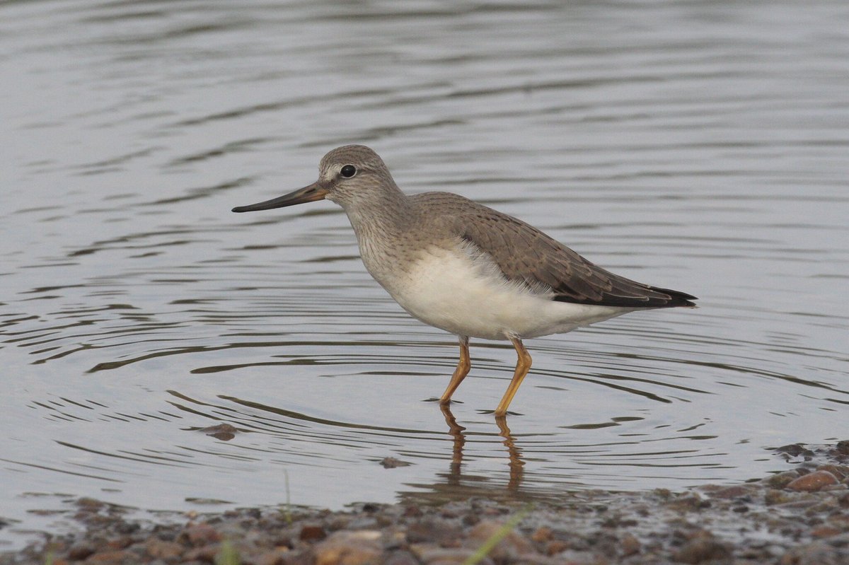 Terek Sandpiper