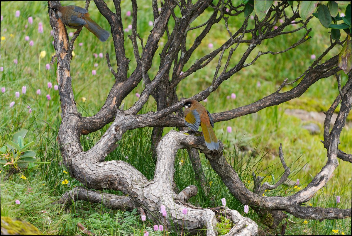 Black-faced Laughingthrush