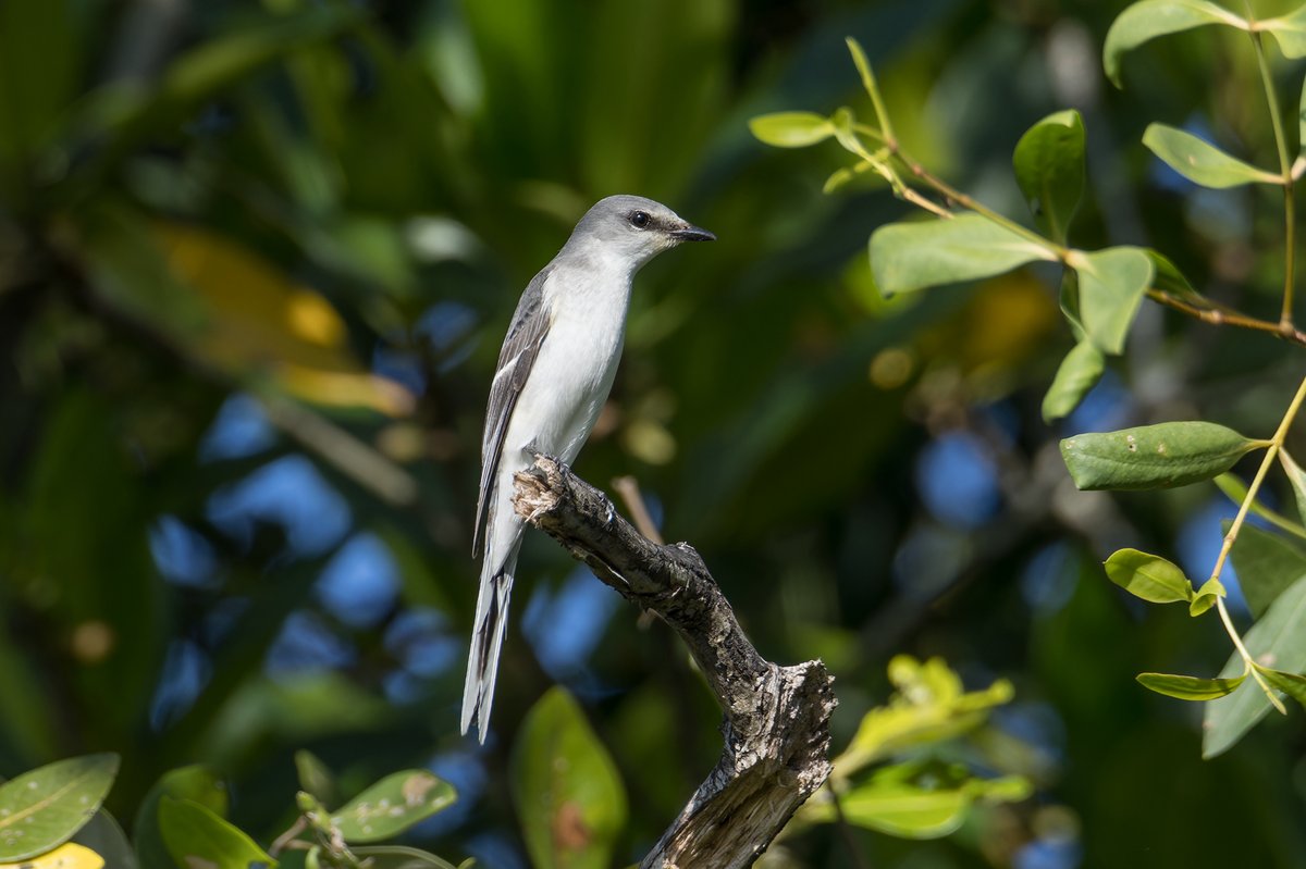 Ashy Minivet