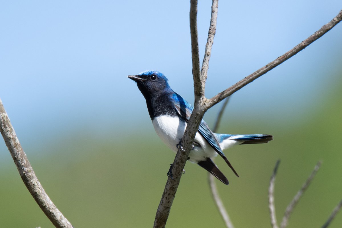 Blue-and-white Flycatcher