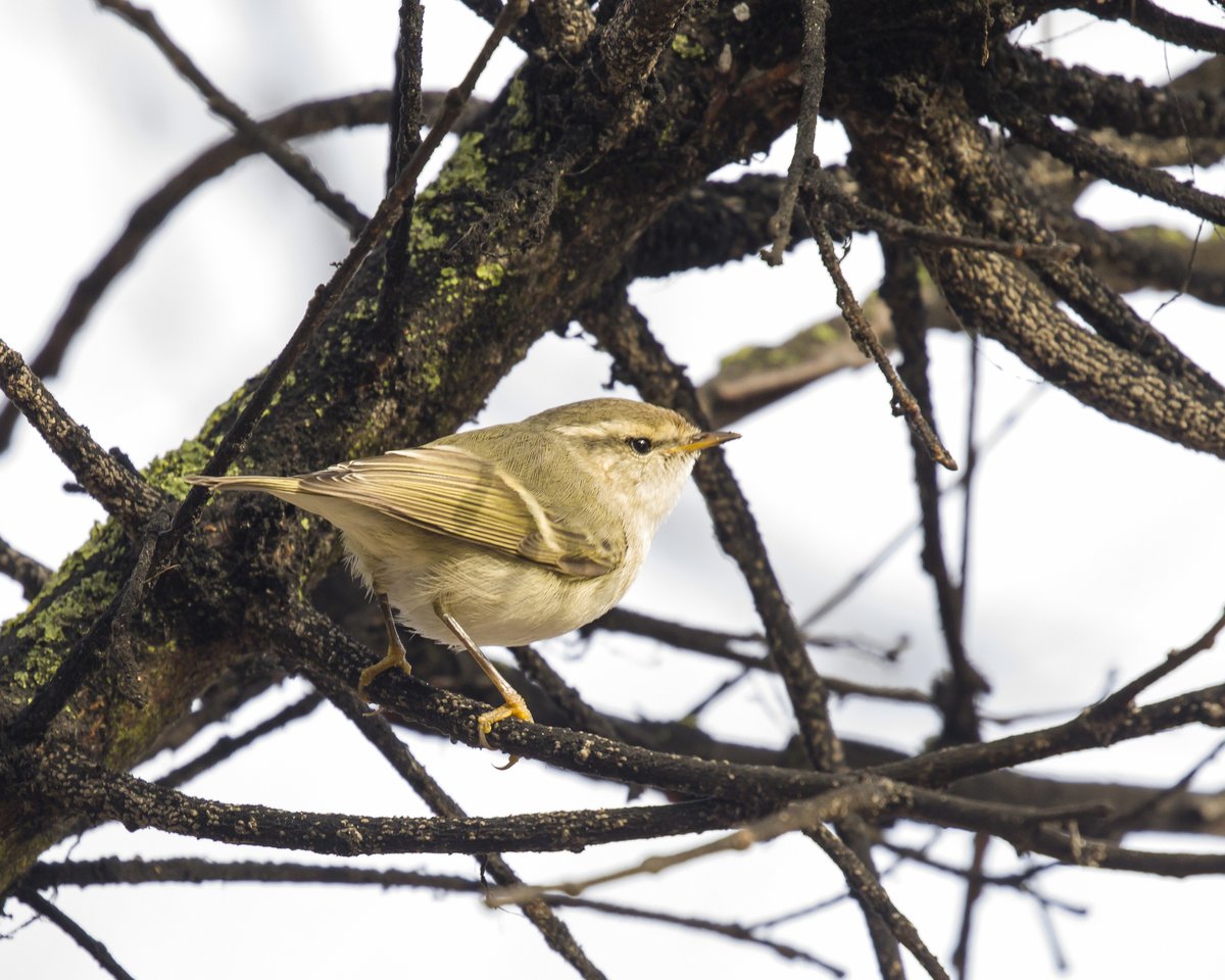 Hume's Leaf Warbler