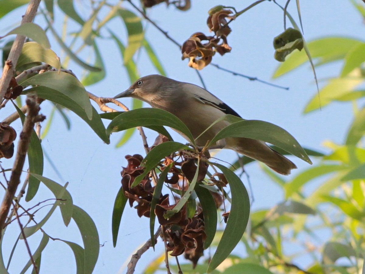 White-shouldered Starling