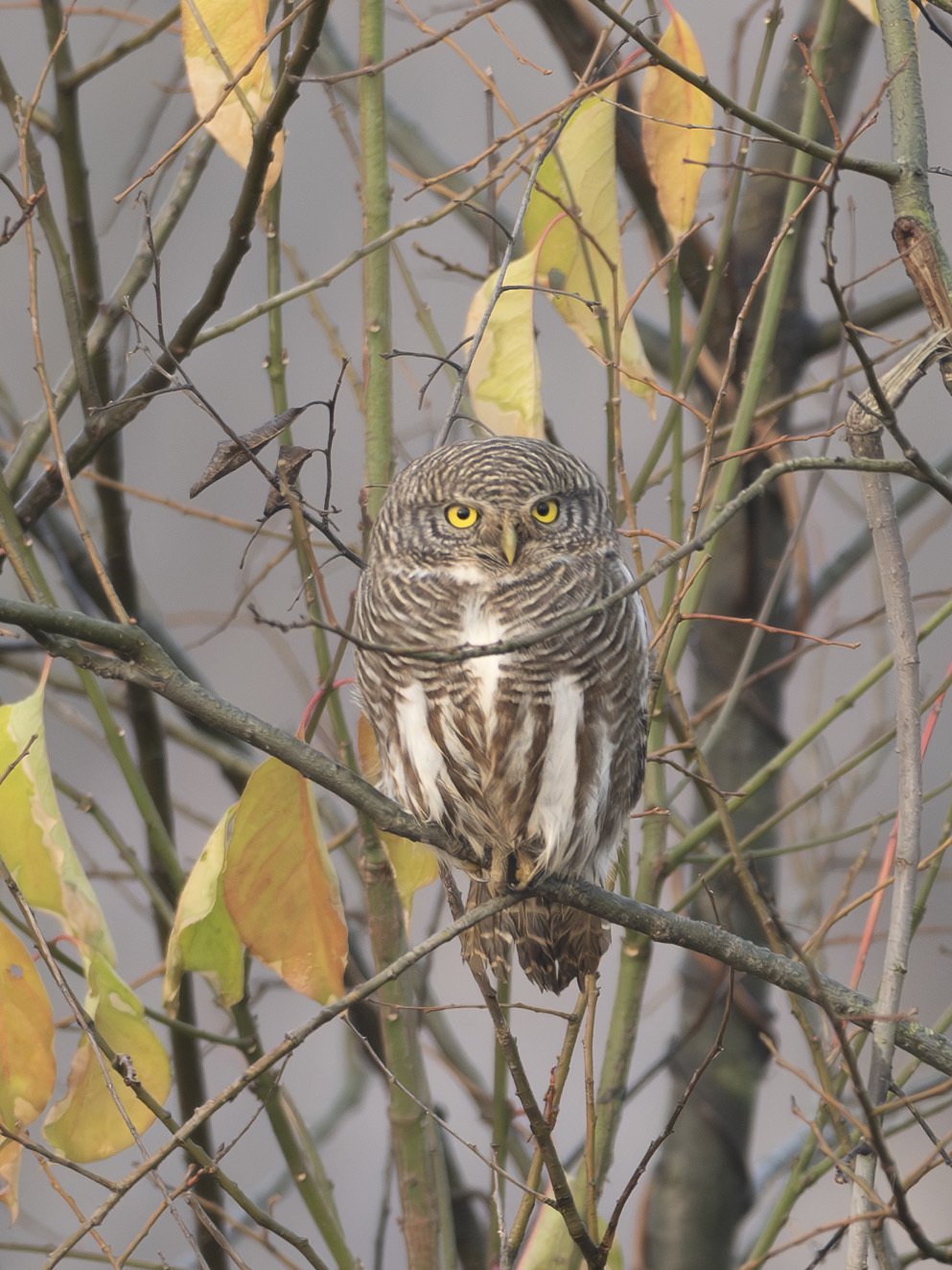 Asian Barred Owlet