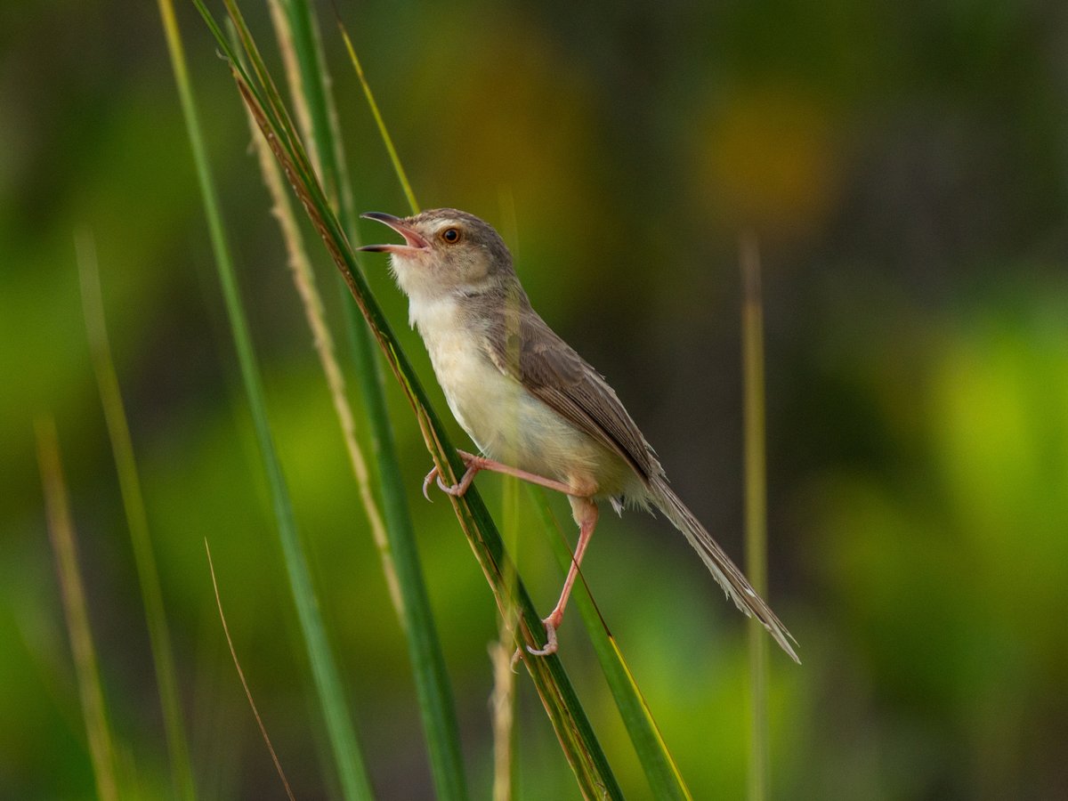 Plain Prinia