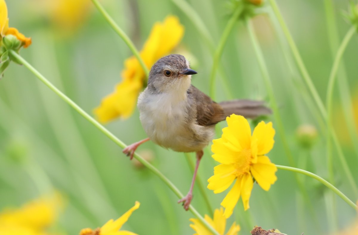 Plain Prinia