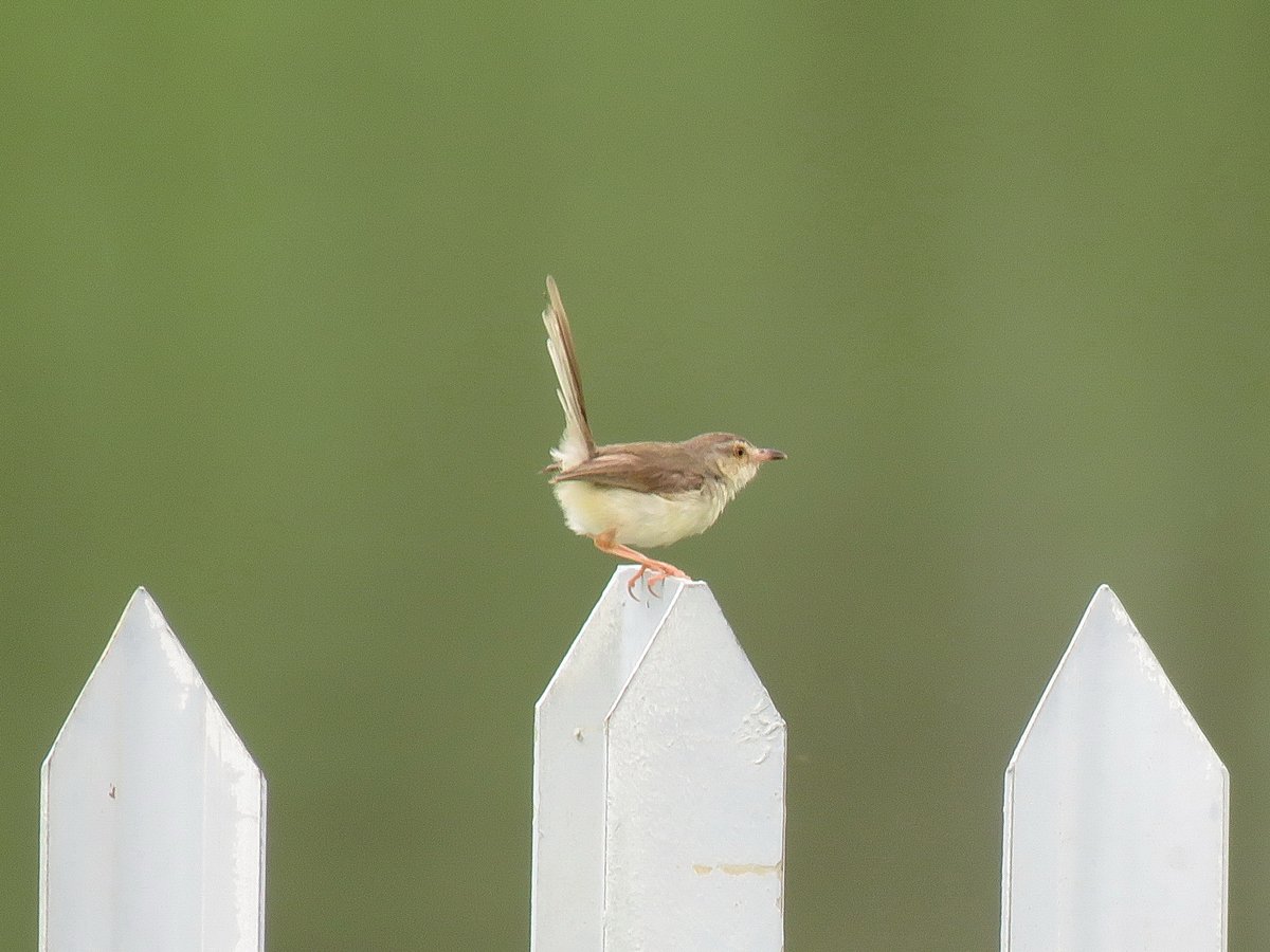 Plain Prinia