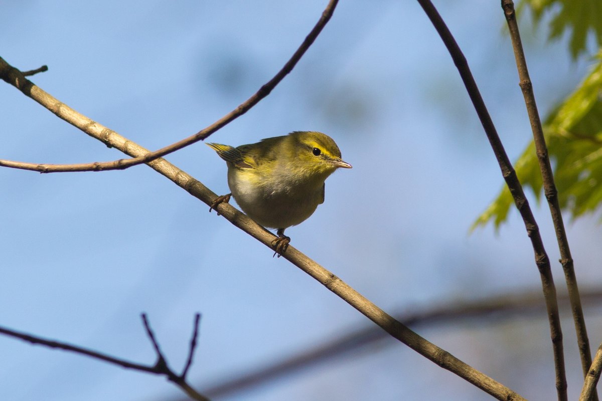 Wood Warbler