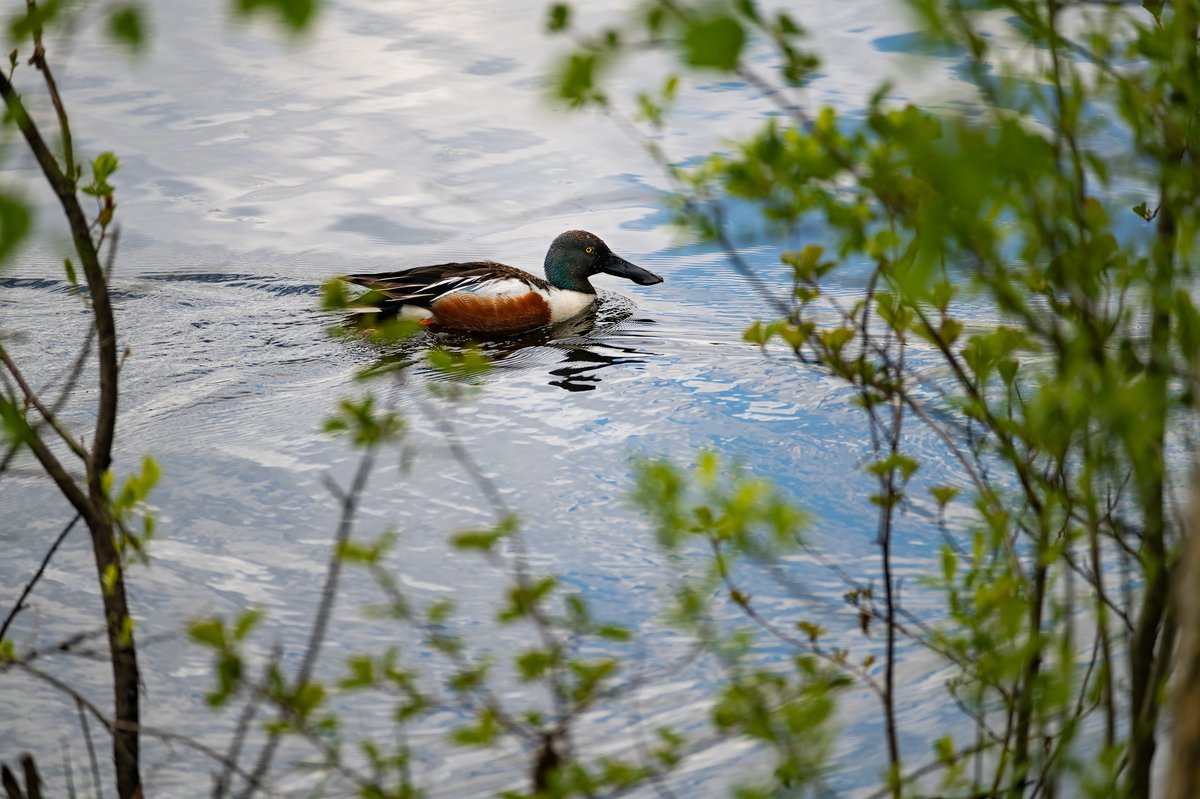Northern Shoveler