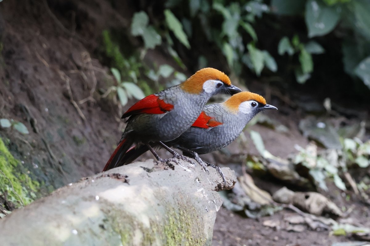 Red-tailed Laughingthrush