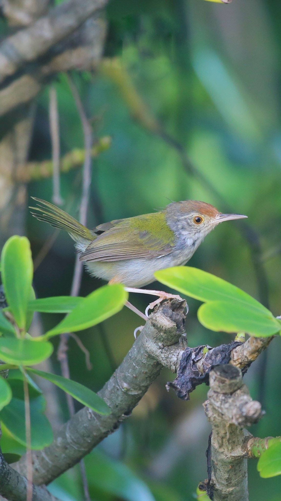 Common Tailorbird